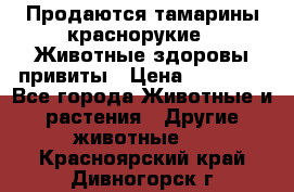 Продаются тамарины краснорукие . Животные здоровы привиты › Цена ­ 85 000 - Все города Животные и растения » Другие животные   . Красноярский край,Дивногорск г.
